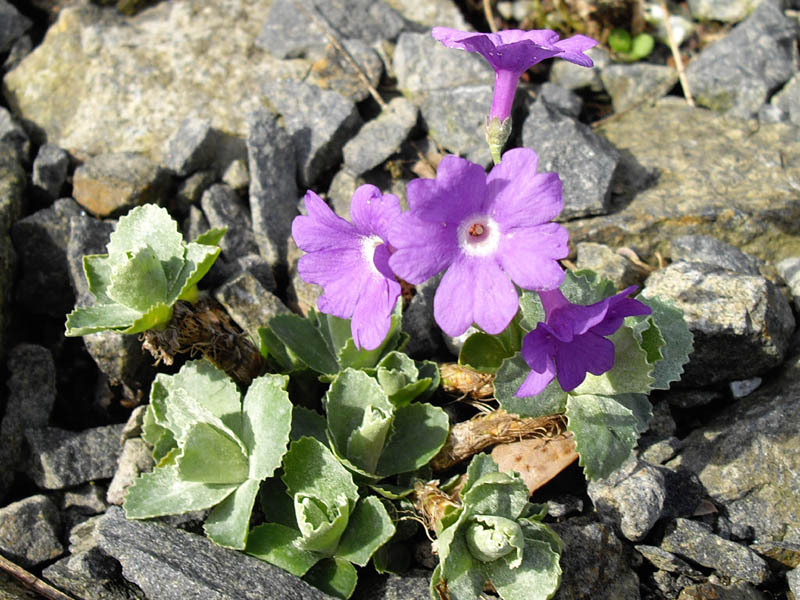 Primula marginata 'Pritchard's Variety' en fleurs sur des falaises calcaires des Alpes maritimes
